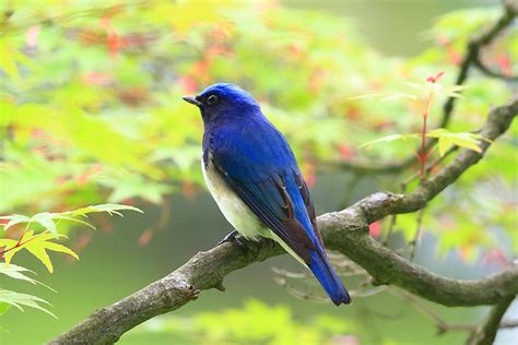 鳥種類|野鳥図鑑 – BIRD FAN （日本野鳥の会）